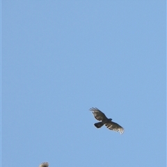 Aviceda subcristata (Pacific Baza) at Orangeville, NSW - 28 Jan 2025 by belleandjason