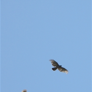 Aviceda subcristata (Pacific Baza) at Orangeville, NSW by belleandjason