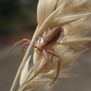 Runcinia insecta at Higgins, ACT - suppressed