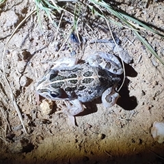 Limnodynastes tasmaniensis (Spotted Grass Frog) at Watson, ACT - 25 Jan 2025 by msietsma