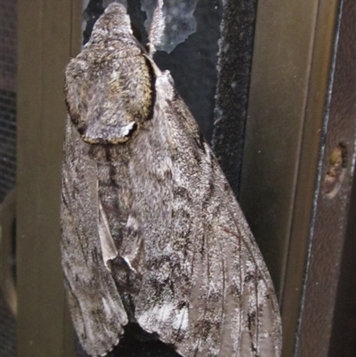 Psilogramma casuarinae (Privet Hawk Moth) at Higgins, ACT - 7 Jan 2025 by pinnaCLE