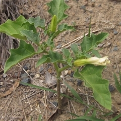 Datura stramonium (Common Thornapple) at Weetangera, ACT - 24 Jan 2025 by pinnaCLE