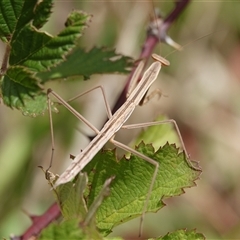 Mantidae (family) adult or nymph at Hall, ACT - 26 Jan 2025 by Anna123