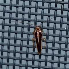 Ectoneura sp. (genus) (Cockroach) at Harrison, ACT by DPRees125