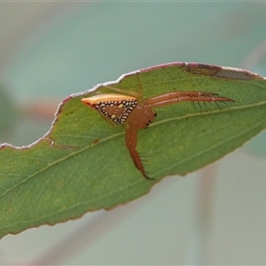 Arkys walckenaeri (Triangle spider) at Hall, ACT by Anna123