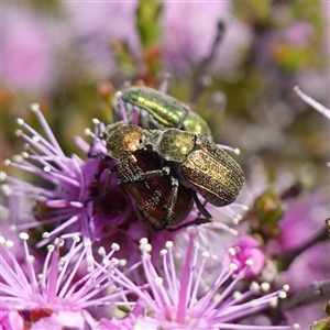 Diphucephala sp. (genus) (Green Scarab Beetle) at Tinderry, NSW by RobG1