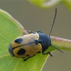 Cadmus (Cadmus) litigiosus (Leaf beetle) at Hall, ACT - 25 Jan 2025 by Anna123