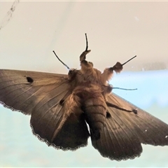 Dasypodia selenophora (Southern old lady moth) at Isaacs, ACT - 27 Jan 2025 by Mike