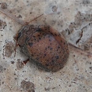 Trachymela rugosa at Hall, ACT - 25 Jan 2025 06:38 PM