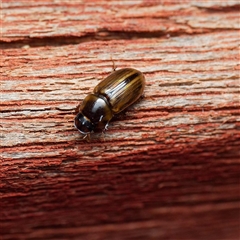 Labarrus cincticulus (Scarab beetle) at Harrison, ACT - 27 Jan 2025 by DPRees125