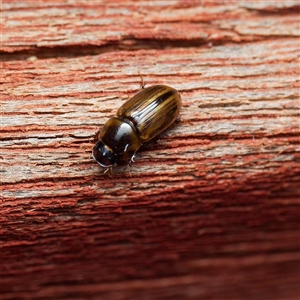 Scarabaeidae (family) at Harrison, ACT by DPRees125