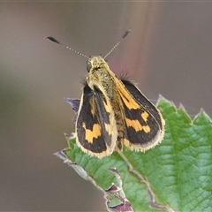 Ocybadistes walkeri (Green Grass-dart) at Hall, ACT - 25 Jan 2025 by Anna123