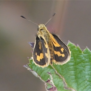 Ocybadistes walkeri at Hall, ACT - 25 Jan 2025 06:17 PM