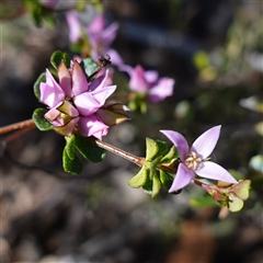 Boronia algida (Alpine Boronia) at Tinderry, NSW - 19 Nov 2024 by RobG1