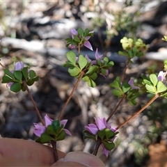 Boronia algida at Tinderry, NSW - suppressed