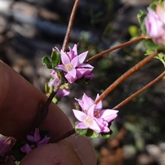 Boronia algida at Tinderry, NSW - suppressed