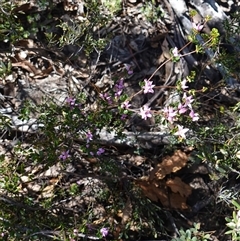 Boronia algida at Tinderry, NSW - suppressed