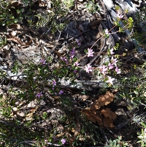 Boronia algida at Tinderry, NSW - suppressed