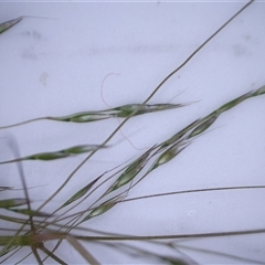 Lachnagrostis filiformis at Watson, ACT - 27 Jan 2025 10:14 AM