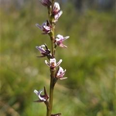 Paraprasophyllum venustum (Charming leek orchid) at Tharwa, ACT - 27 Jan 2025 by BethanyDunne