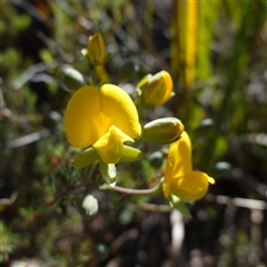 Gompholobium huegelii (pale wedge–pea) at Tinderry, NSW - 19 Nov 2024 by RobG1