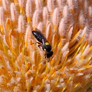 Meroglossa species at Gadara, NSW by LyndalT