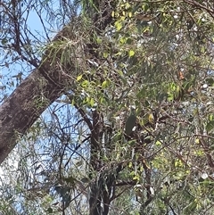 Eremophila longifolia at Junee Reefs, NSW - 26 Jan 2025 by LyndalT