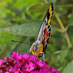 Delias harpalyce (Imperial Jezebel) at Braidwood, NSW - 28 Jan 2025 by MatthewFrawley