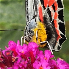 Delias harpalyce at Braidwood, NSW - 28 Jan 2025 04:13 PM