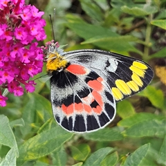 Delias harpalyce at Braidwood, NSW - 28 Jan 2025 04:13 PM