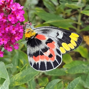 Delias harpalyce at Braidwood, NSW - 28 Jan 2025 04:13 PM