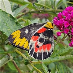 Delias harpalyce at Braidwood, NSW - 28 Jan 2025 04:13 PM