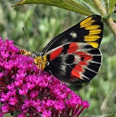 Delias harpalyce at Braidwood, NSW - 28 Jan 2025 04:13 PM