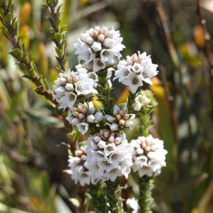 Epacris breviflora at Tinderry, NSW - 20 Nov 2024 10:54 AM