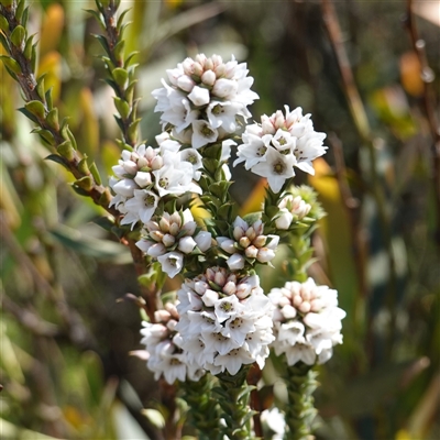 Epacris breviflora (Drumstick Heath) at Tinderry, NSW - 19 Nov 2024 by RobG1