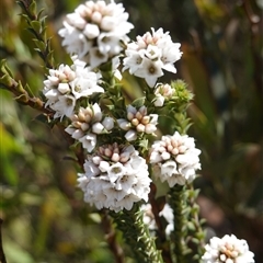 Epacris breviflora at Tinderry, NSW - 20 Nov 2024 10:54 AM