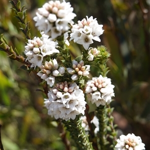 Epacris breviflora at Tinderry, NSW - 20 Nov 2024 10:54 AM