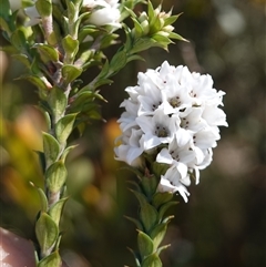 Epacris breviflora at Tinderry, NSW - 20 Nov 2024 10:54 AM