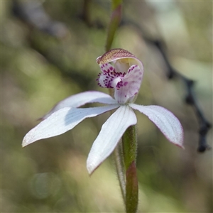 Caladenia moschata at Tinderry, NSW - suppressed