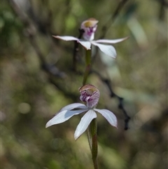 Caladenia moschata at Tinderry, NSW - suppressed