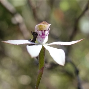 Caladenia moschata at Tinderry, NSW - suppressed