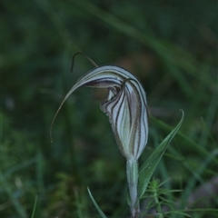 Diplodium coccinum at Palerang, NSW - suppressed