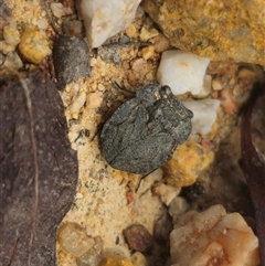 Nerthra sp. (genus) (Toad Bug) at Captains Flat, NSW - 25 Jan 2025 by Csteele4