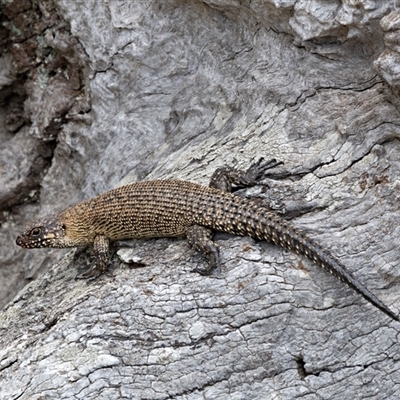 Egernia cunninghami at Symonston, ACT - 12 Jan 2025 by JRCNM