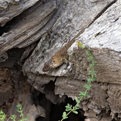 Egernia cunninghami at Symonston, ACT - 12 Jan 2025 03:06 PM