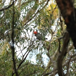 Callocephalon fimbriatum at Mount Werong, NSW - suppressed