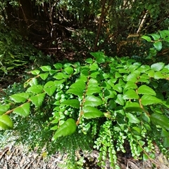 Nothofagus cunninghamii (Myrtle Beech) at Southwest, TAS - 13 Jan 2025 by LyndalT