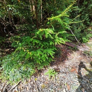 Nothofagus cunninghamii at Southwest, TAS - 13 Jan 2025 10:01 AM