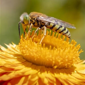 Bembix sp. (genus) at Acton, ACT by KarinNeufeld