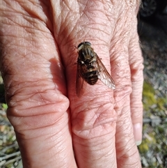 Scaptia jacksonii (horse fly, March fly) at Southwest, TAS - 12 Jan 2025 by LyndalT